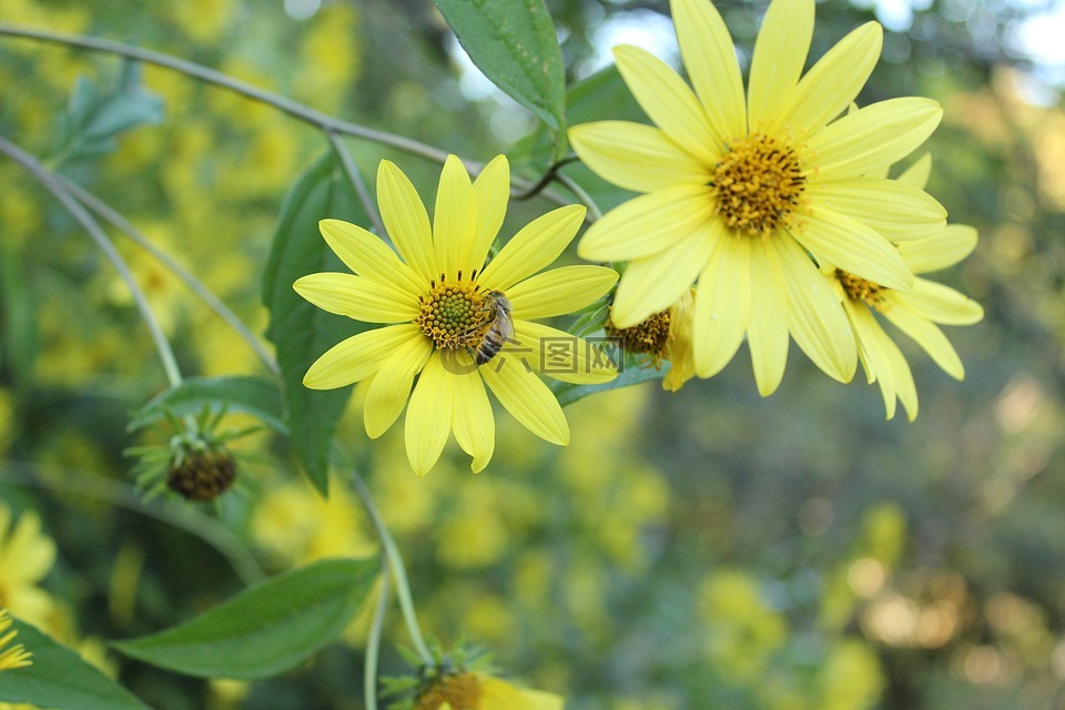 黄色,鲜花,蜜蜂