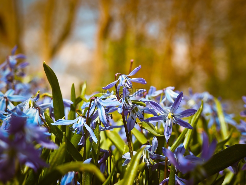 野风信子,鲜花,蓝色