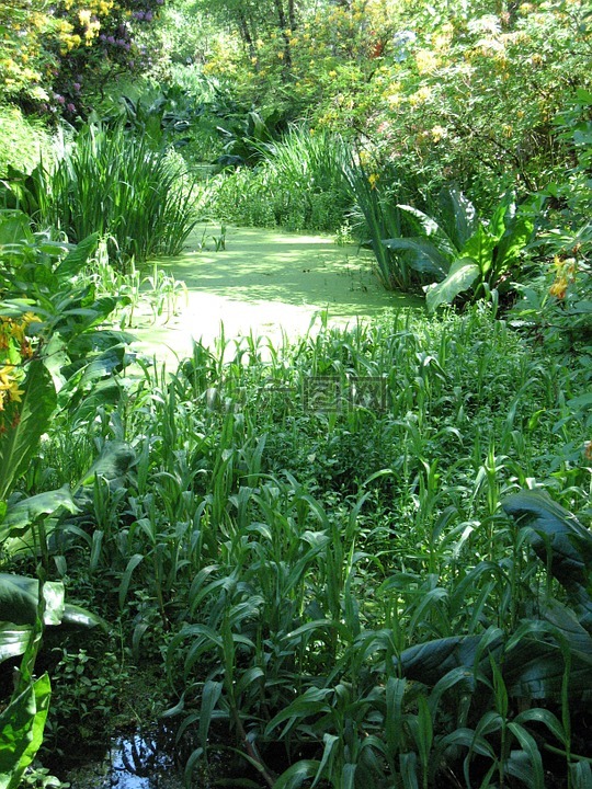 池塘,池塘植物,绿色