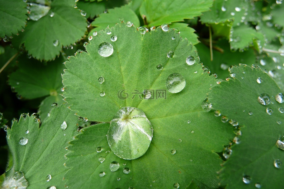 宏,一滴水,绿叶