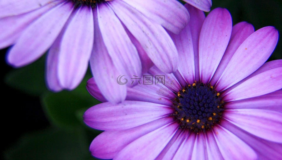鲜花,摄影,紫色