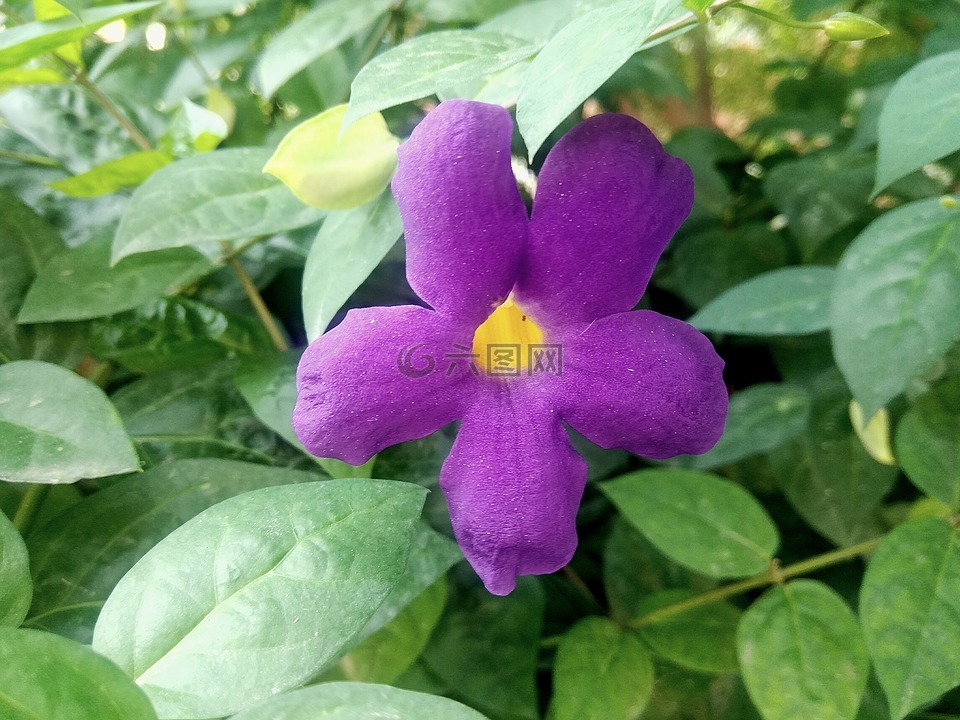花,紫色,开花