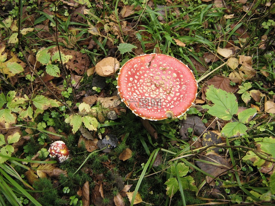 蘑菇,毒菌,红色