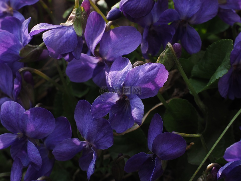 芬芳的紫罗兰,紫罗兰色,花