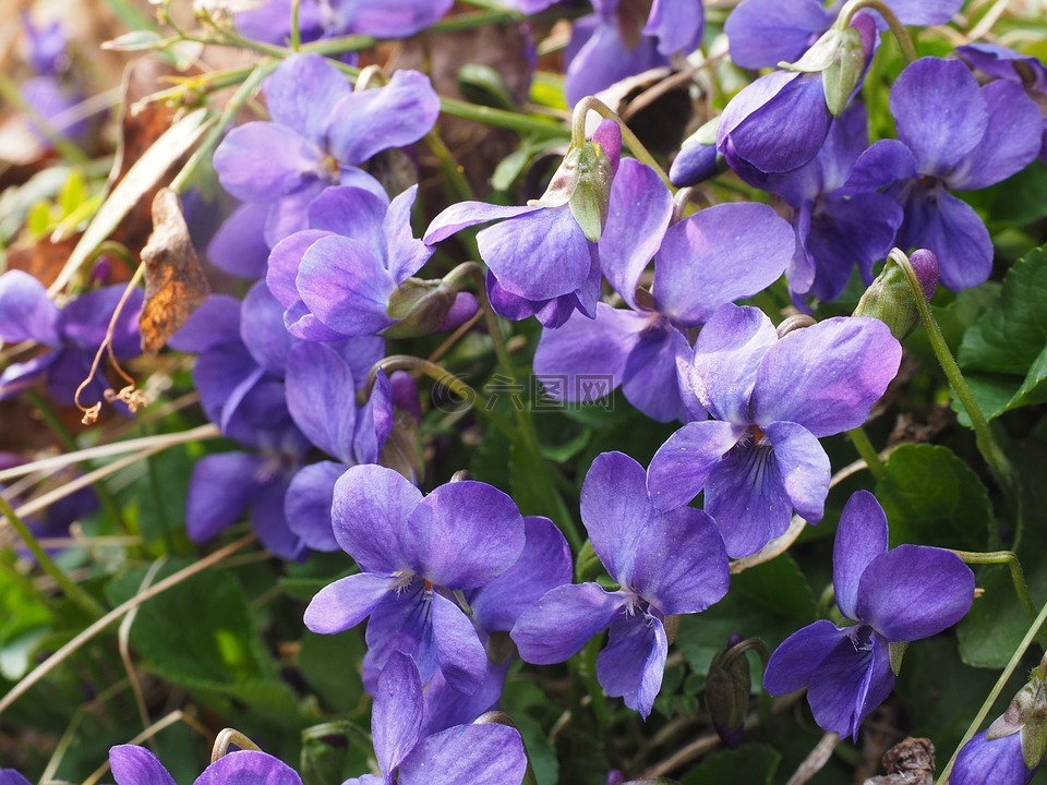 芬芳的紫罗兰,紫罗兰色,花