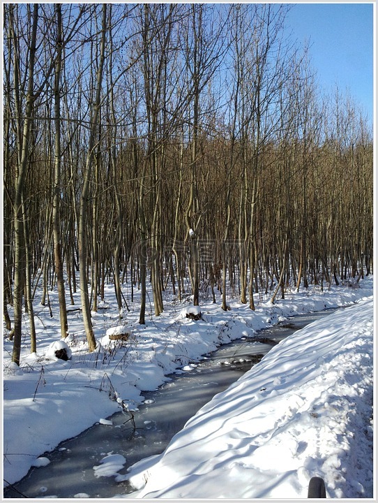 冬天,雪,景觀