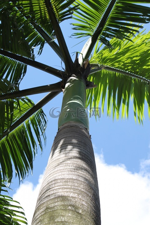 棕榈树,树,热带