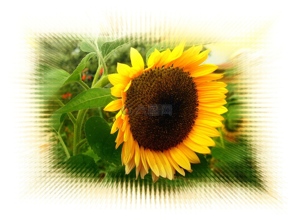 太阳花,一节,背景