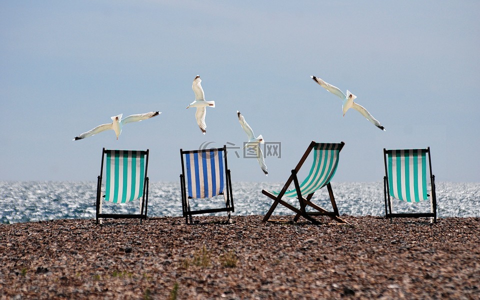 夏天,海滩,海鸥
