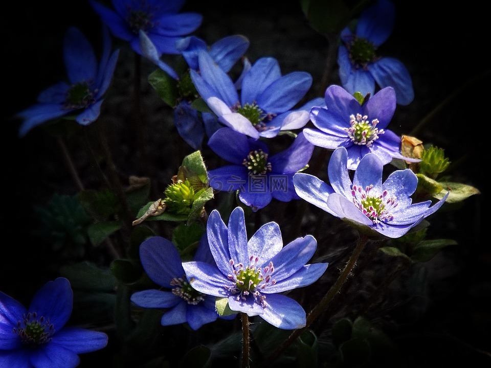 蓝色的花,蓝色,花