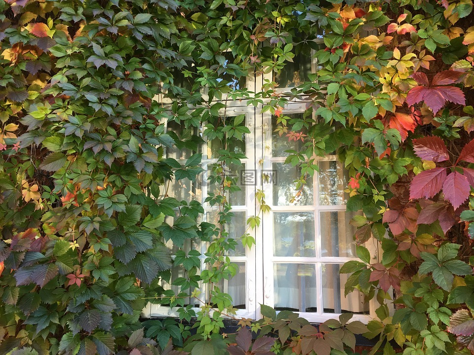 窗口,攀缘植物,维吉尼亚爬山虎