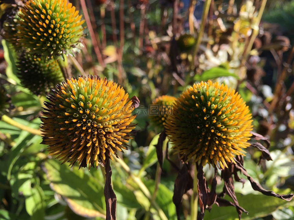 紫色金光菊,紫锥菊,花卉