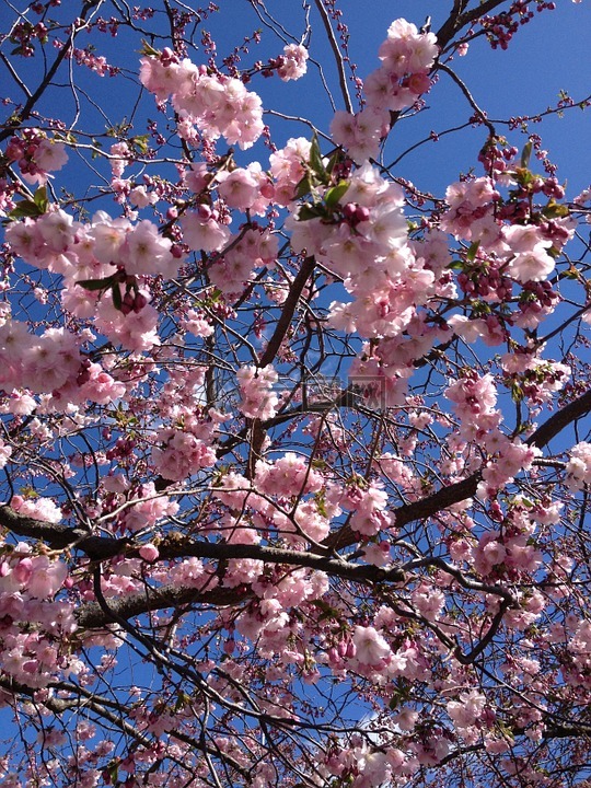 樱桃树,斯德哥尔摩,爱