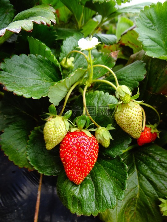 草莓植物,草莓,水果