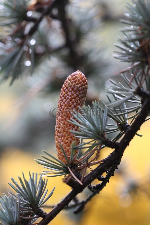 树,ihličnan,锥体