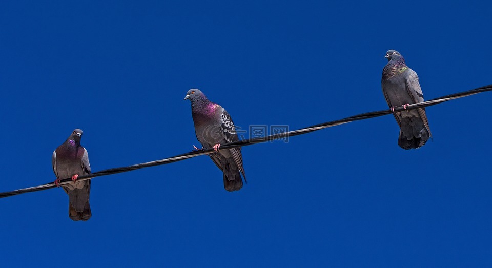 鸽子,colúmbidas,天空