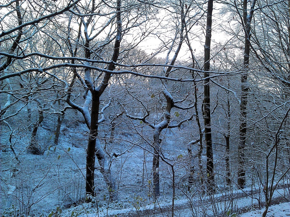 冬天,森林,童话景观