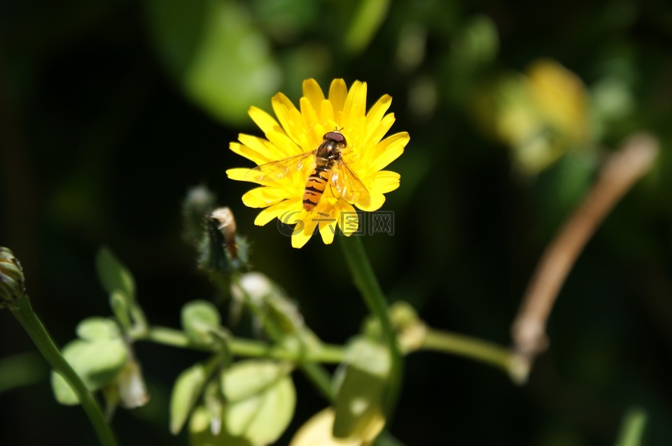 hoverfly,花,花飞