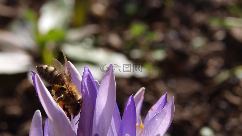 番红花,蜜蜂,紫色