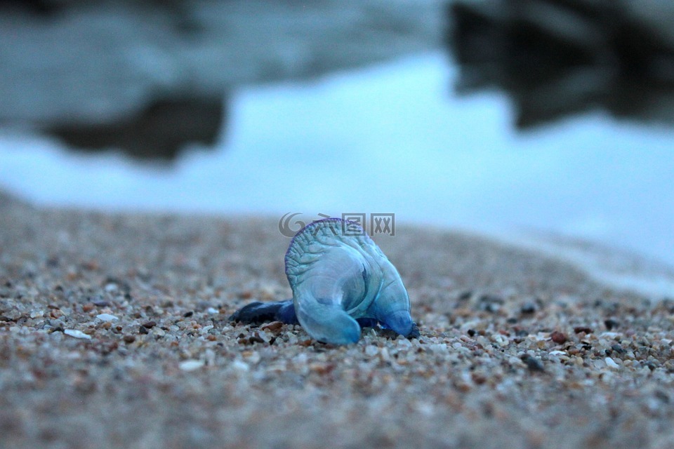蓝瓶,海蜇,动物