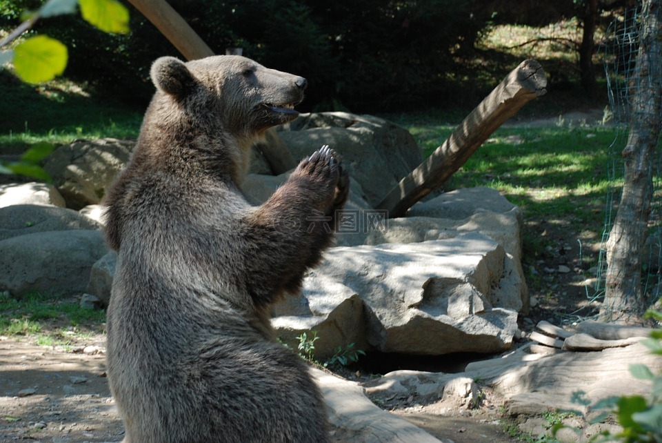 熊布朗動物園