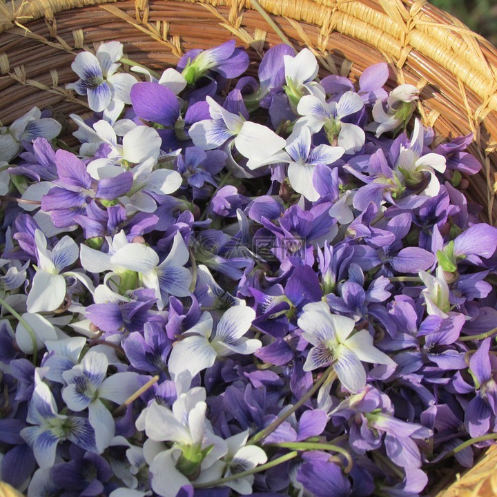 花瓣,篮,紫罗兰色