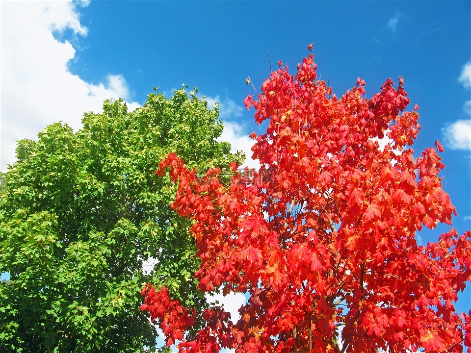 枫树,红色的树,两棵树