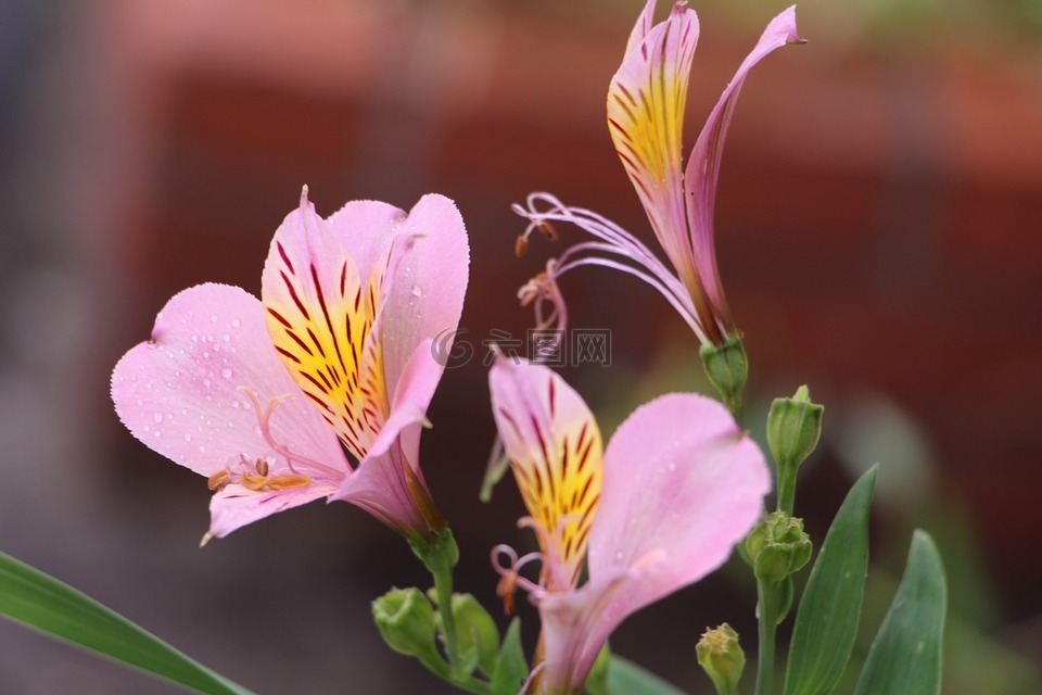 一束鲜花,性质,花瓣