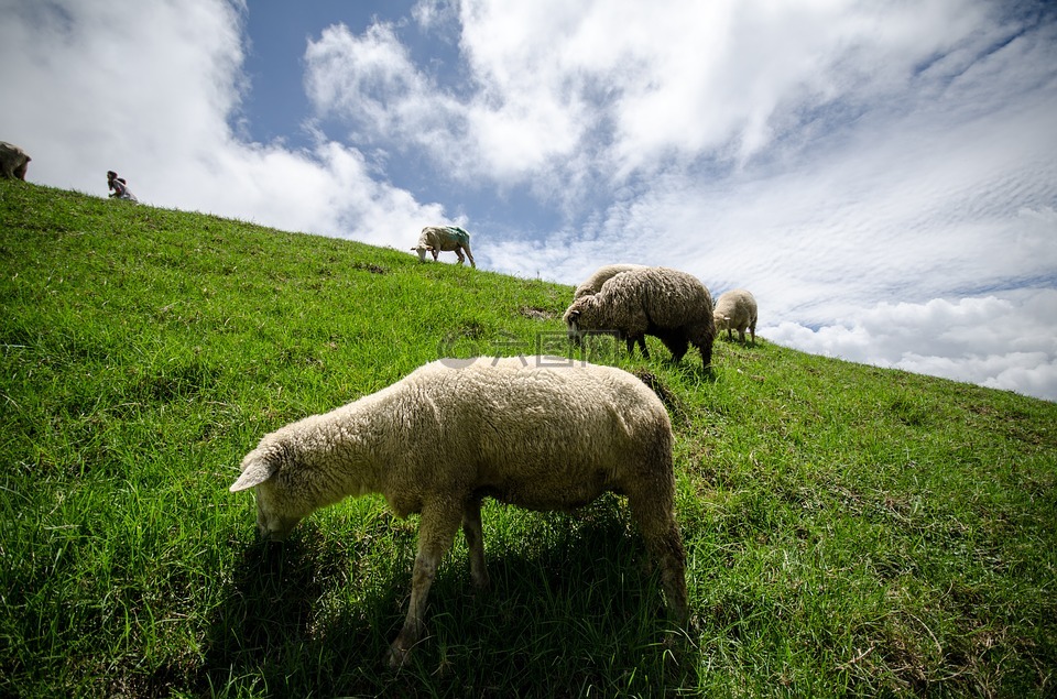 群羊,羊,动物