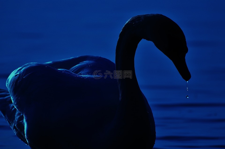 天鹅,剪影,一滴水