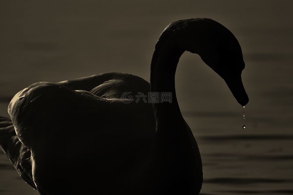 天鹅,剪影,一滴水