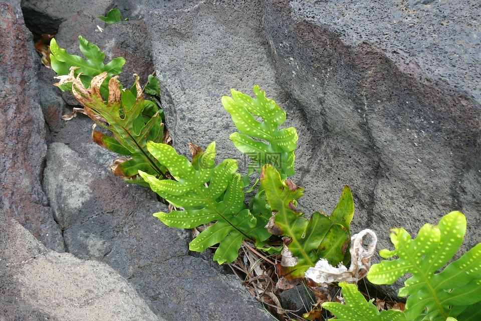 夏威夷,全国滑雪,火山
