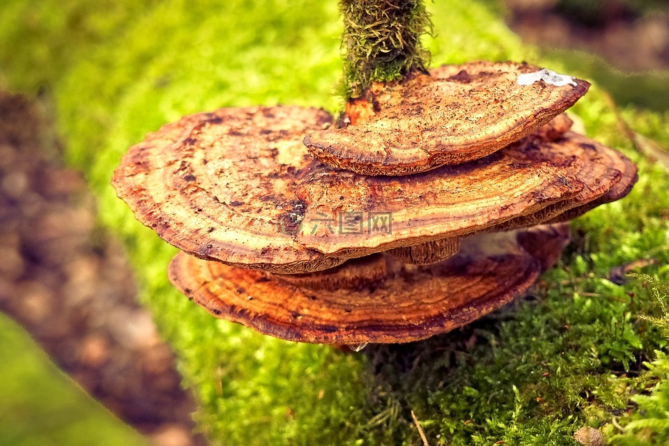 蘑菇,树菌,性质