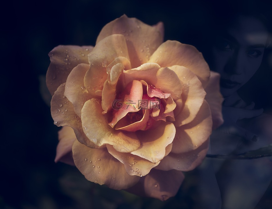 玫瑰,浪漫,双重曝光