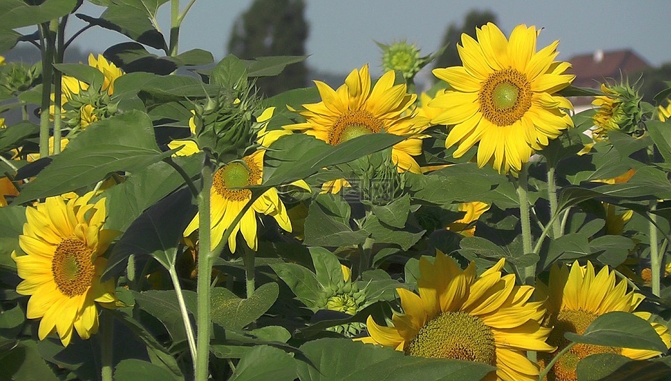 太陽花,夏季,盛開