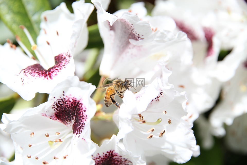 蜜蜂,自然,鲜花