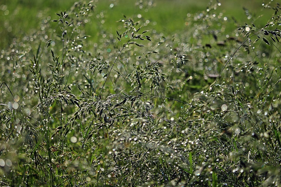 草,露水,露珠