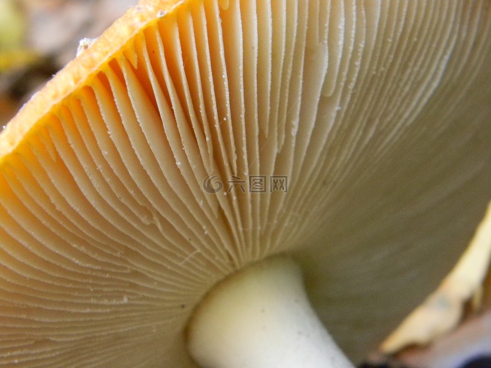 蘑菇,秋季,蘑菇挂钩