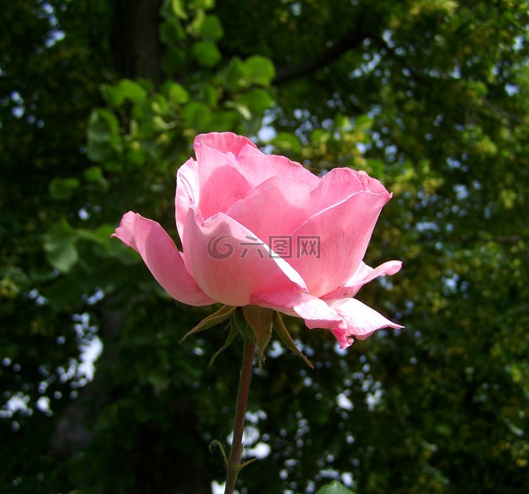 玫瑰,粉红色,庭园