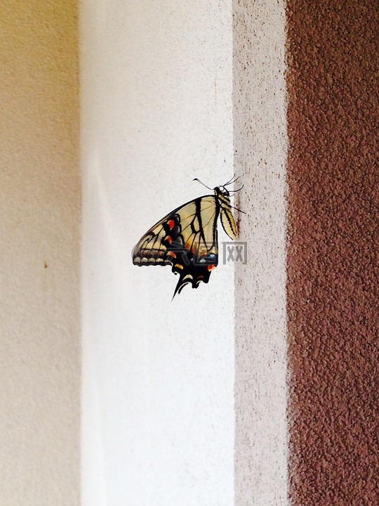 旧世界燕尾蝶,翠凤蝶 machaon,蝴蝶