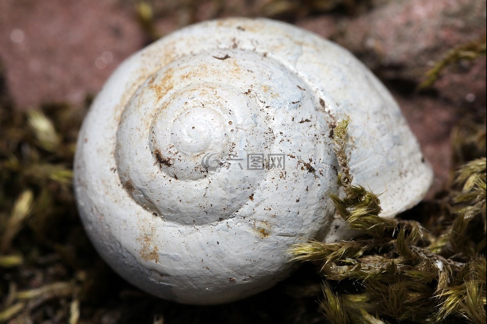 蜗牛,壳,蜗牛壳