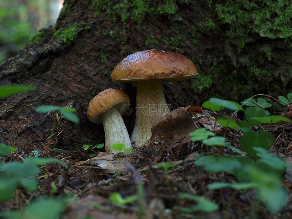 蘑菇,白蘑菇,森林