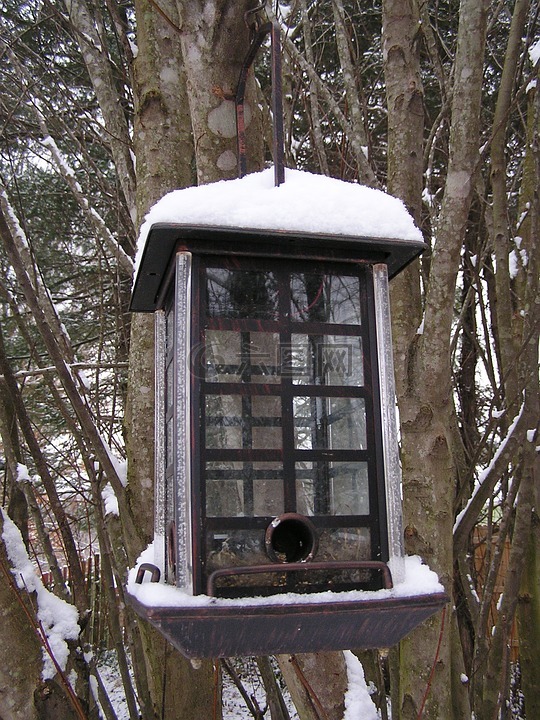 雪,喂鸟器,冬天