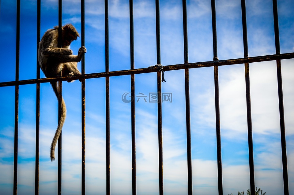 猴子,streetsofindia,streetphotography