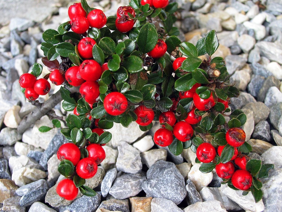 枸子地被植物紅色漿果