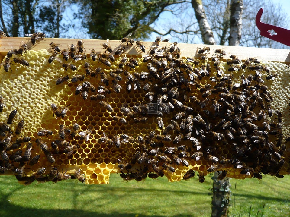 蜜蜂,蜂窝,蜂蜜