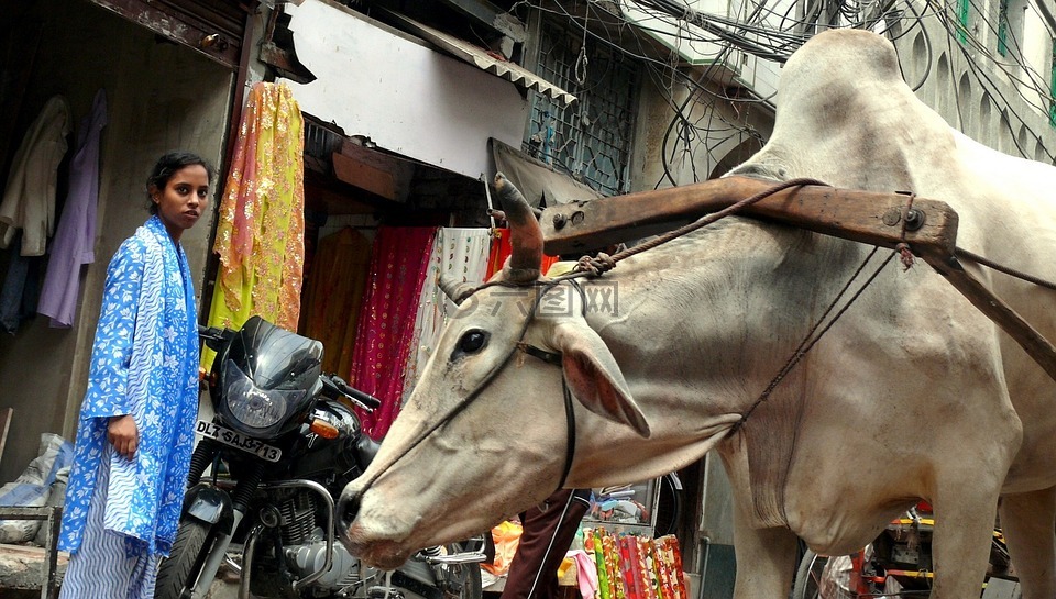 牛,新德里,印度