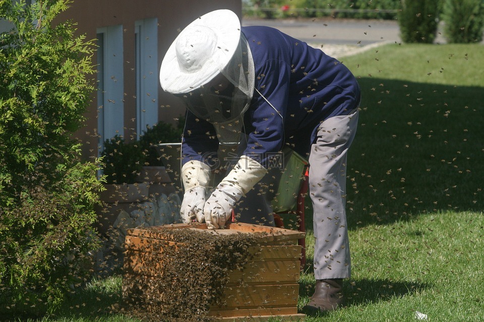 养蜂人,蜜蜂,花园
