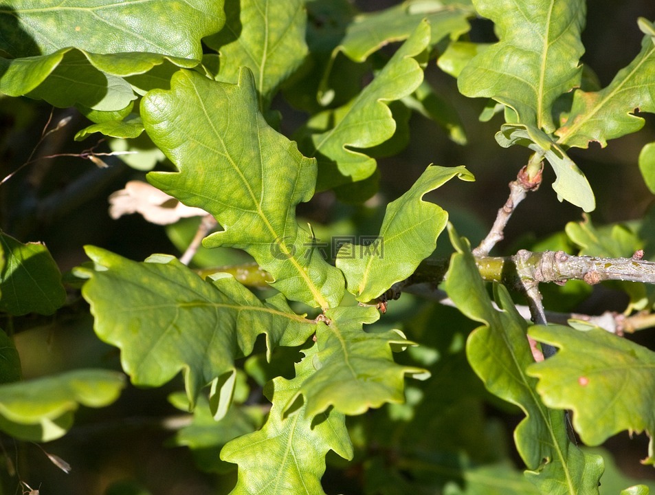 橡树叶子,叶子,橡树叶