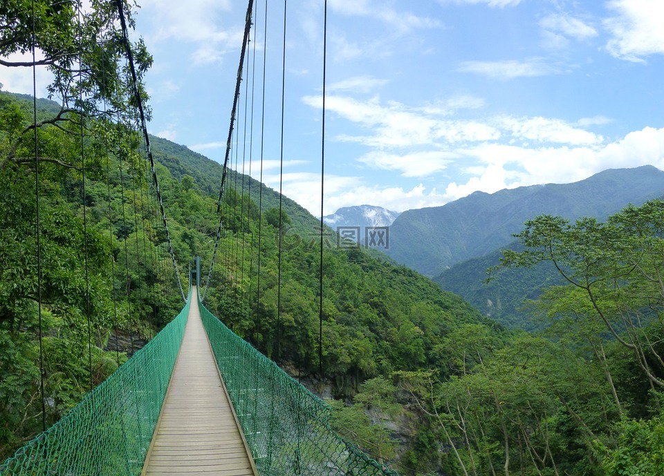 吊桥,台湾,丛林